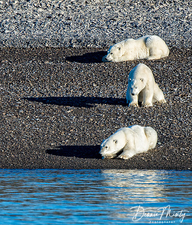 Mother and Cubs Polar Bears, Griffin Inlet, Devon Island, Nunavut, Canada