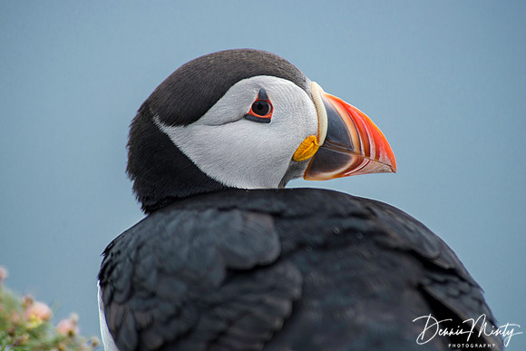 Atlantic Puffins, Fair Isle, Scotland