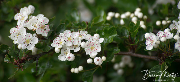 Minty_20130603_134103_orig
