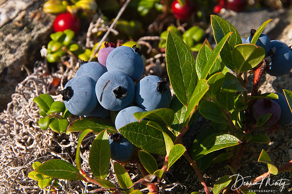 Blueberries (Vaccinium angustifolium), Newfoundland, Canada