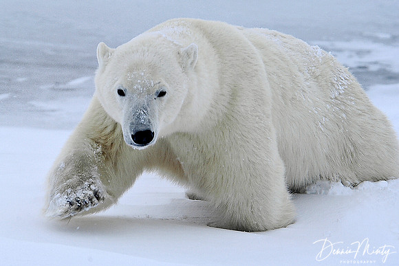 Moving Out, Polar Bear (Ursus maritimus), Churchill, Manitoba, Canada