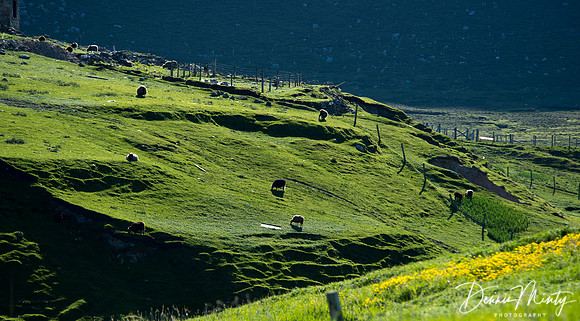 Foula, Shetland Islands, Scotland
