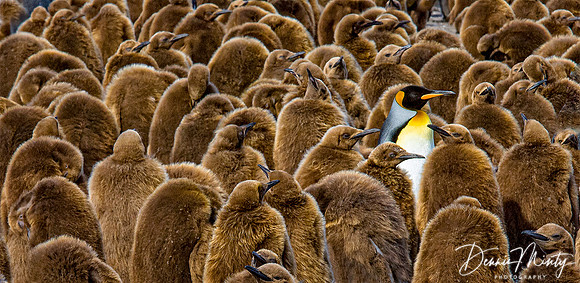 Alone in a Crowd, King Penguins, South Georgia