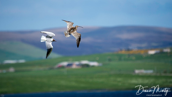 Black Headed Gull and Whimbrel, The Ring of Brodgar, Orkney