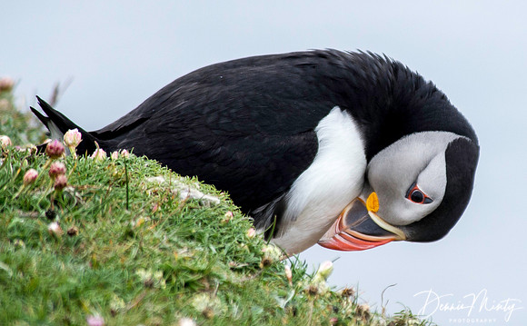 Atlantic Puffin, Fair Isle, Scotland