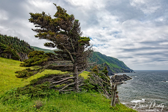 Green Garden Trail, Gros Morne National Park, Newfroundland