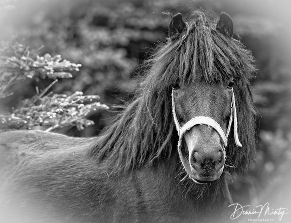 Newfoundland Pony
