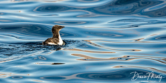 Thick-billed murre chick, Coburg Island, Nunavut