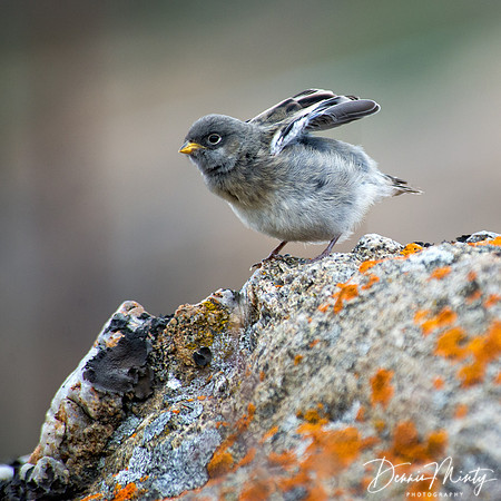 Fresh New World, Snow Bunting Chick, Sisimuit, Greenland