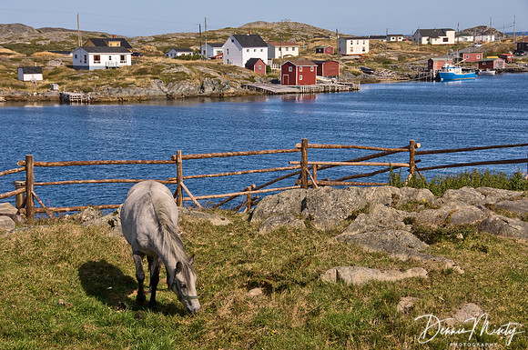 Newfoundland Pony, Change Islands, Notre Dame Bay