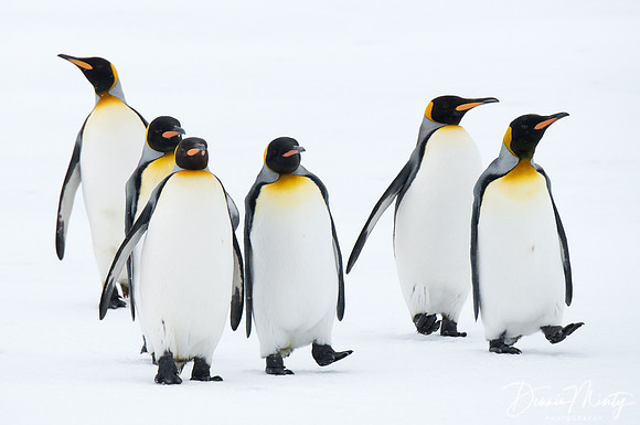 King Penguins (Aptenodytes patagonicus), Right Whale Bay, South Georgia