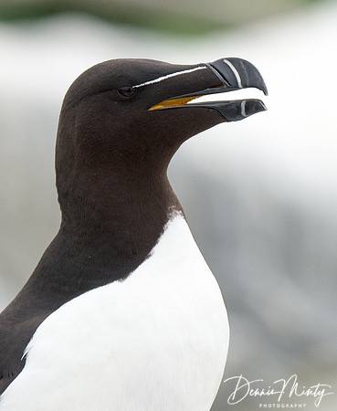 Razorbill, Machias Seal Island, New Brunswick