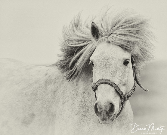 Newfoundland Pony