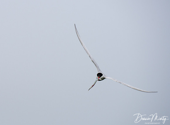 Arctic Tern, Machias Seal Island, New Brunswick