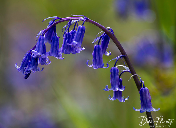 Minty_20130603_125619_orig