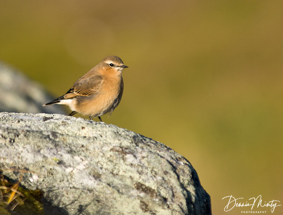 Wheatear, Nuuk, Greenland