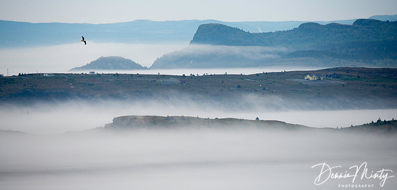 Headlands in the Mist, Upper Island Cove, Newfoundland