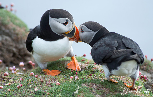 Atlantic Puffins, Fair Isle, Scotland