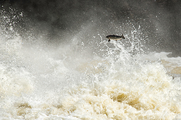 Salmon, Torrent River, Newfoundland, Canada
