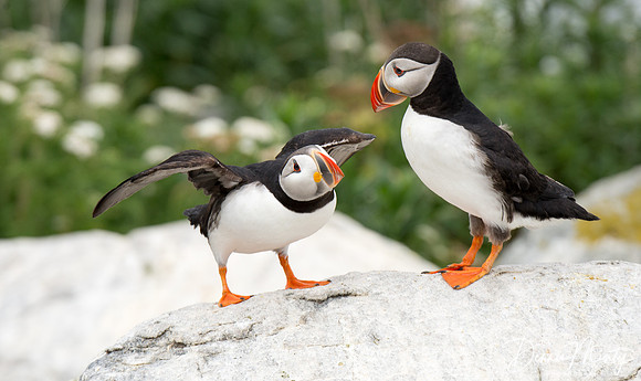 "Like This?" Atlantic Puffins, Machias Seal Island, New Brunswick, Canada