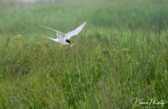 Arctic Tern, Machias Seal Island, New Brunswick