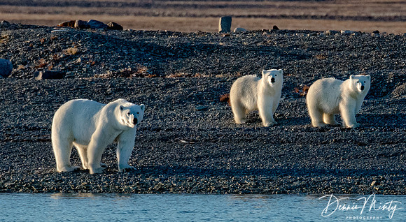 Mother and Cubs, Coningham Bay, Prince of Wales Island, Nunavut, Canada