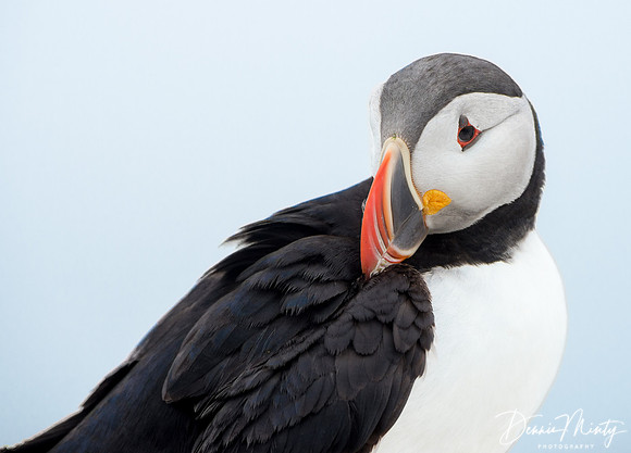 Atlantic Puffin, Machias Seal Island, New Brunswick