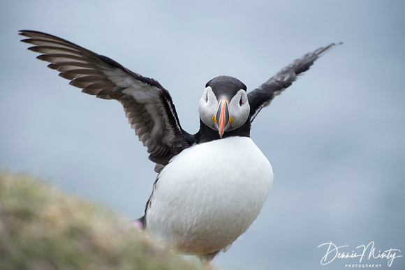 Atlantic Puffins, Fair Isle, Scotland