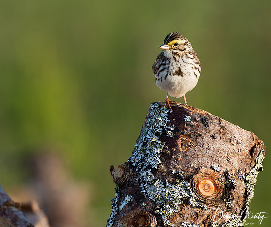 Savannah Sparrow, Rocky Harbour, Newfoundland