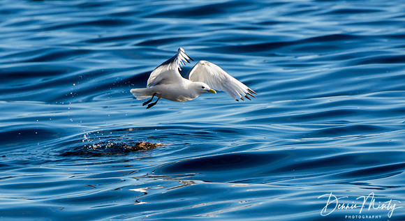 Black-legged Kittiwake, Coburg Island, Nunavut