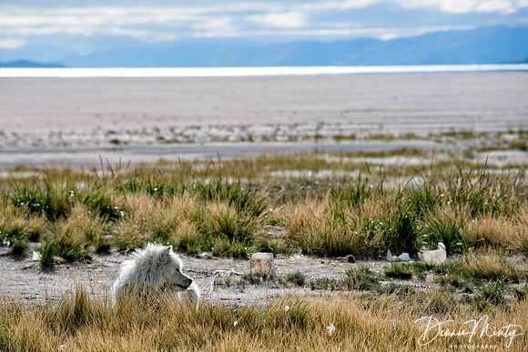 Kangerlussuak, Greenland