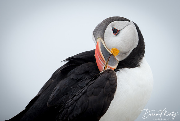 Atlantic Puffin, Machias Seal Island, New Brunswick