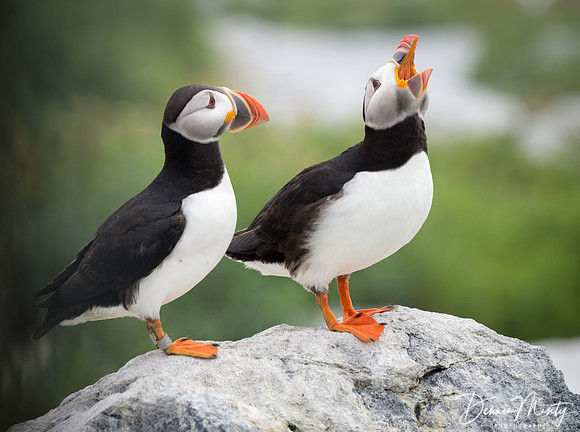 He Thinks He's Funny, Atlantic Puffins, Machias Seal Island, New Brunswick, Canada