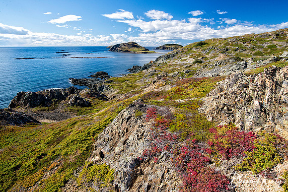 Blueberries and Juniper, Twillingate