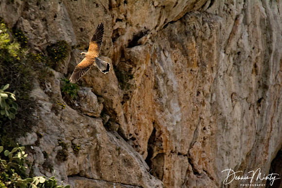 Lesser Kestrel