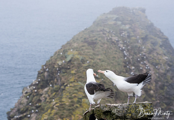 Black-browed Albatross, West Point, Falkland Islands