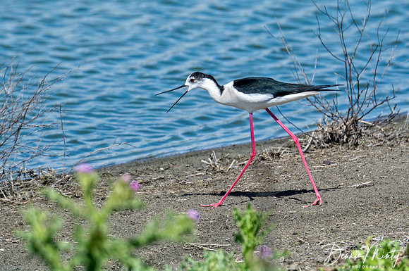 Black-winged Stilt, Laguna de Fuente de Piedra