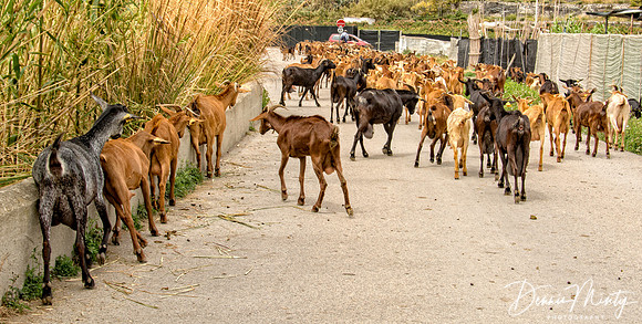 Goat Herd, Salobrena