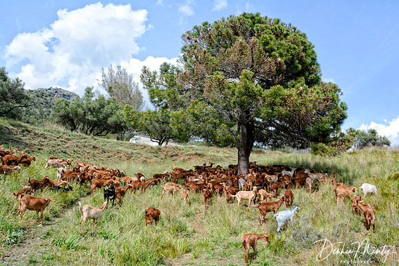 Goat Herd