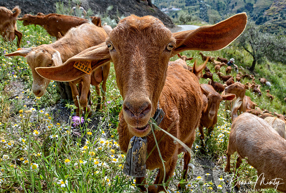 Goat Herd