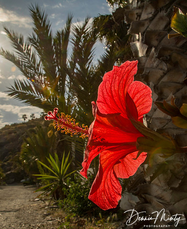 Hibiscus