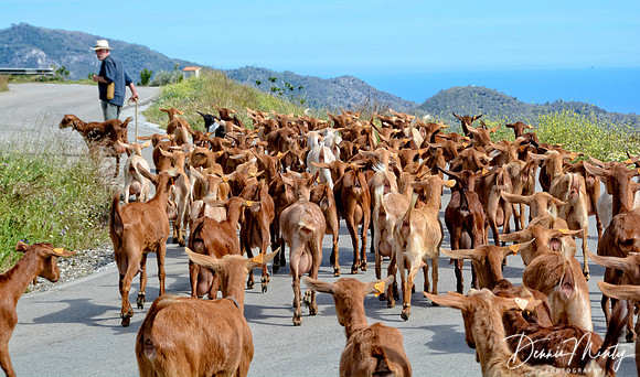 Goat Herd