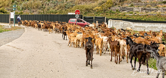 Goat Herd, Salobrena