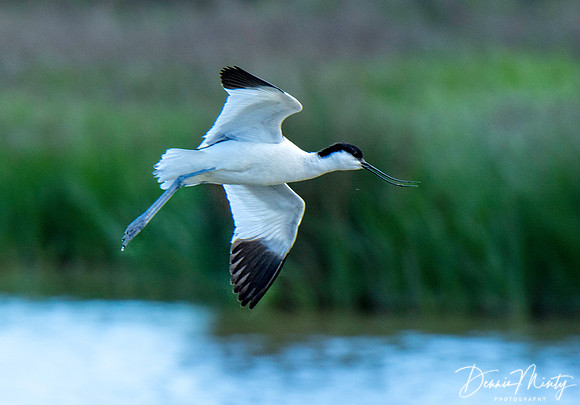 Pied Avocet, Laguna de Fuente de Piedra