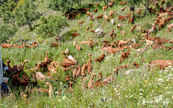 Goat Herd