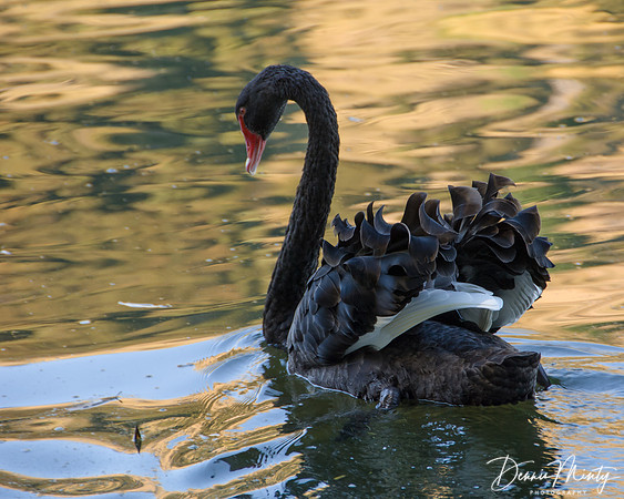 Black Swan (Cygnus atratus), Lake Tutira, Hawkes Bay, New Zealand