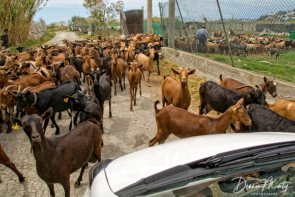 Goat Herd, Salobrena