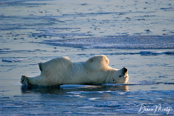 Yoga Practice on Ice, Polar Bear (Ursus maritimus), Churchill, Manitoba, Canada
