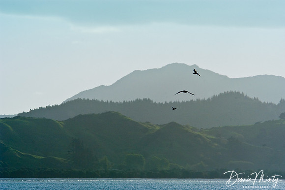 Kohukoho area, Northland, New Zealand