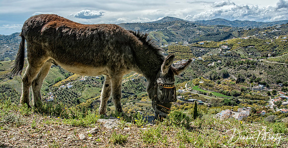 Frigiliana